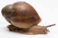 Archachatina degneri Ghana juvenil